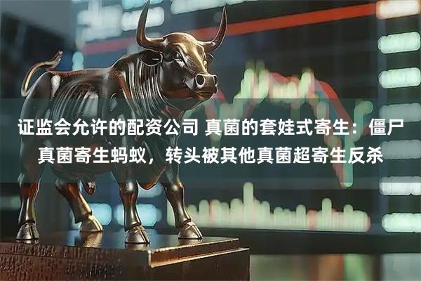 证监会允许的配资公司 真菌的套娃式寄生：僵尸真菌寄生蚂蚁，转头被其他真菌超寄生反杀